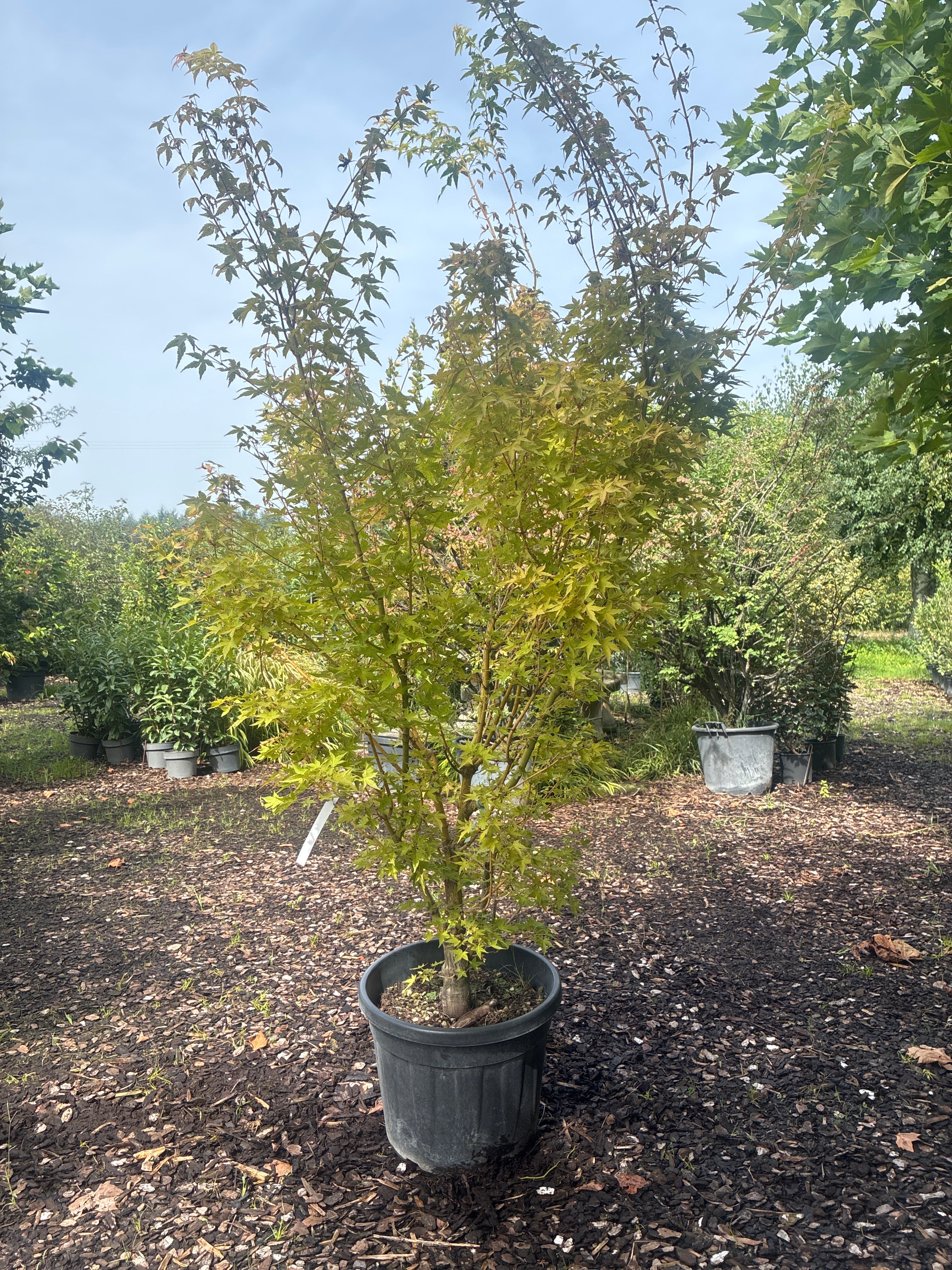 Fächerahorn 'Bi-hoo' / Acer palmatum 'Bi-hoo'